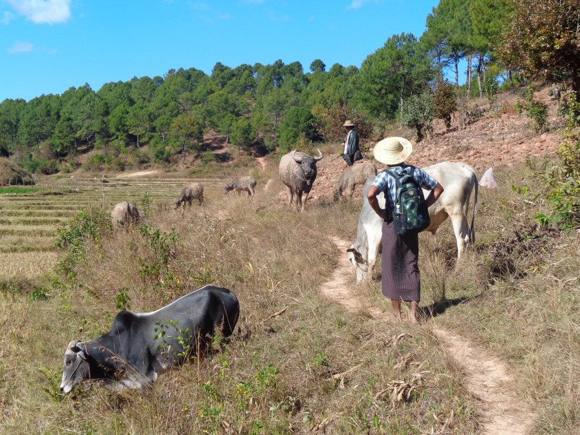 Rencontres inattendues lors de la randonnée...