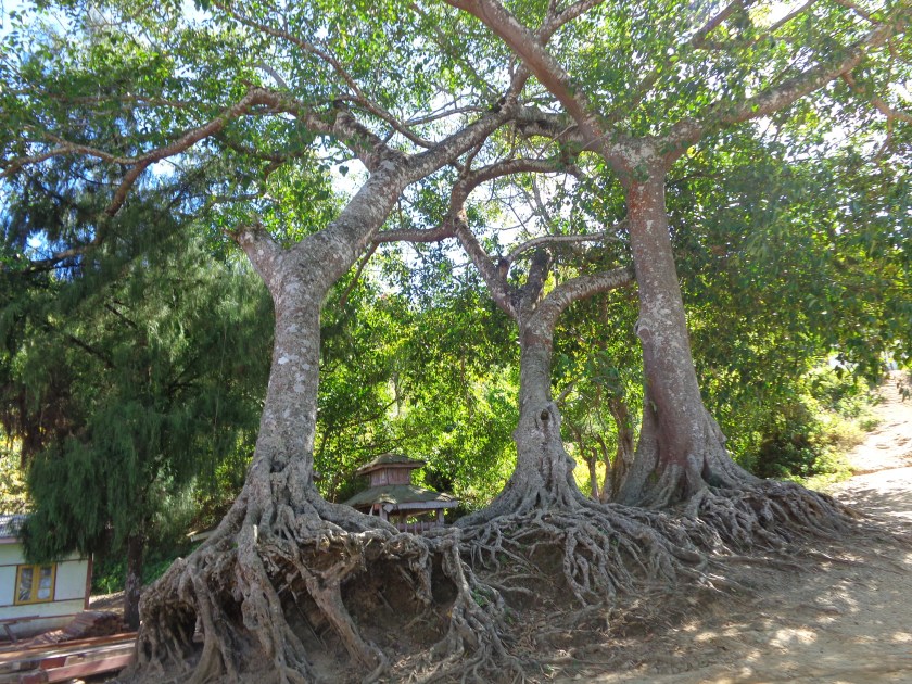 Arbres banyans, sacrés en territoire shan.