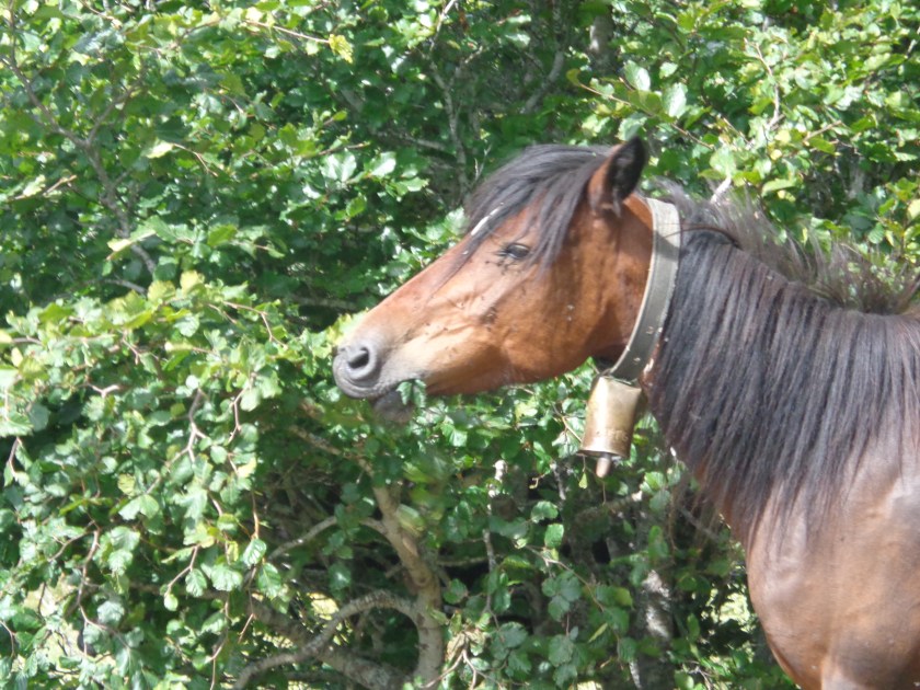 Sur le chemin de Ronceveaux...