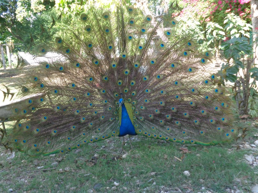Dans le jardin de mon hôtel à Jacmel...