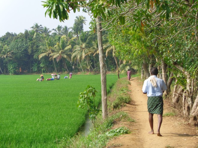 Plantation de riz, près de Kottayam, mercredi 14 décembre.