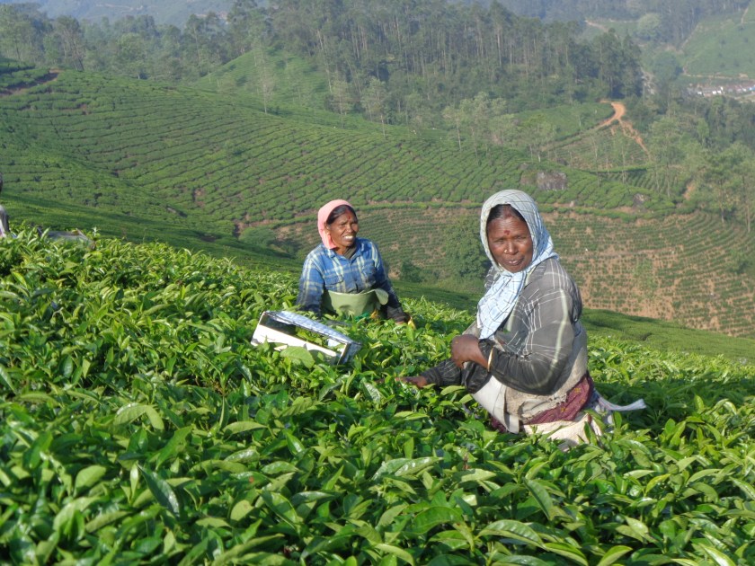 Le début dune journée de récolte dans une plantation de thé au-dessus de Munnar, 8h30, vendredi matin, 9 décembre