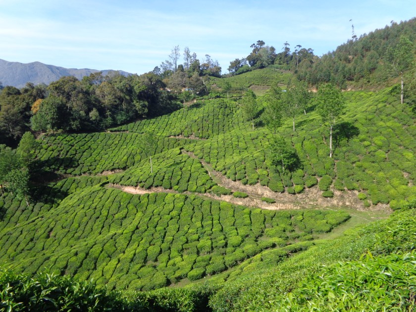 munnar1