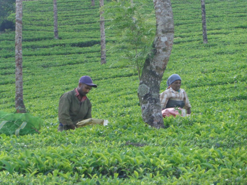 Au-dessus de Munnar, 9 décembre...