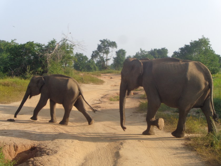 Parc national Uda Walawe, dimanche 15 janvier