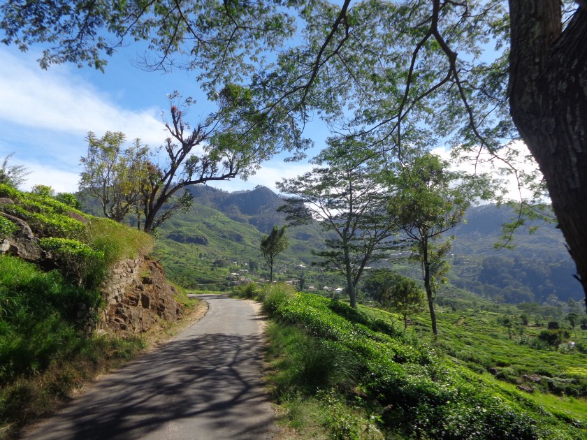 Entre Haputale et Dambatenne, même atmosphère, même altitude et même climat que sur les hauts plateaux du centre du Vietnam! Le paradis! Sur le chemin, ci-dessous,