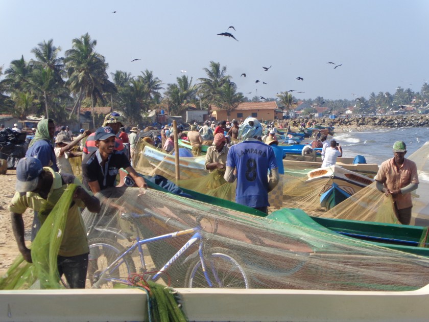 La plage et le marché de poissons de Negombo, samedi 24 décembre. Un thon de bonne taille, entier, se négocie ici 300 roupies, environ $3 ou 