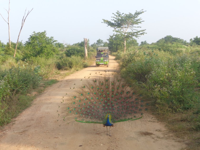 Parc Uda Walawe, dimanche 15 janvier