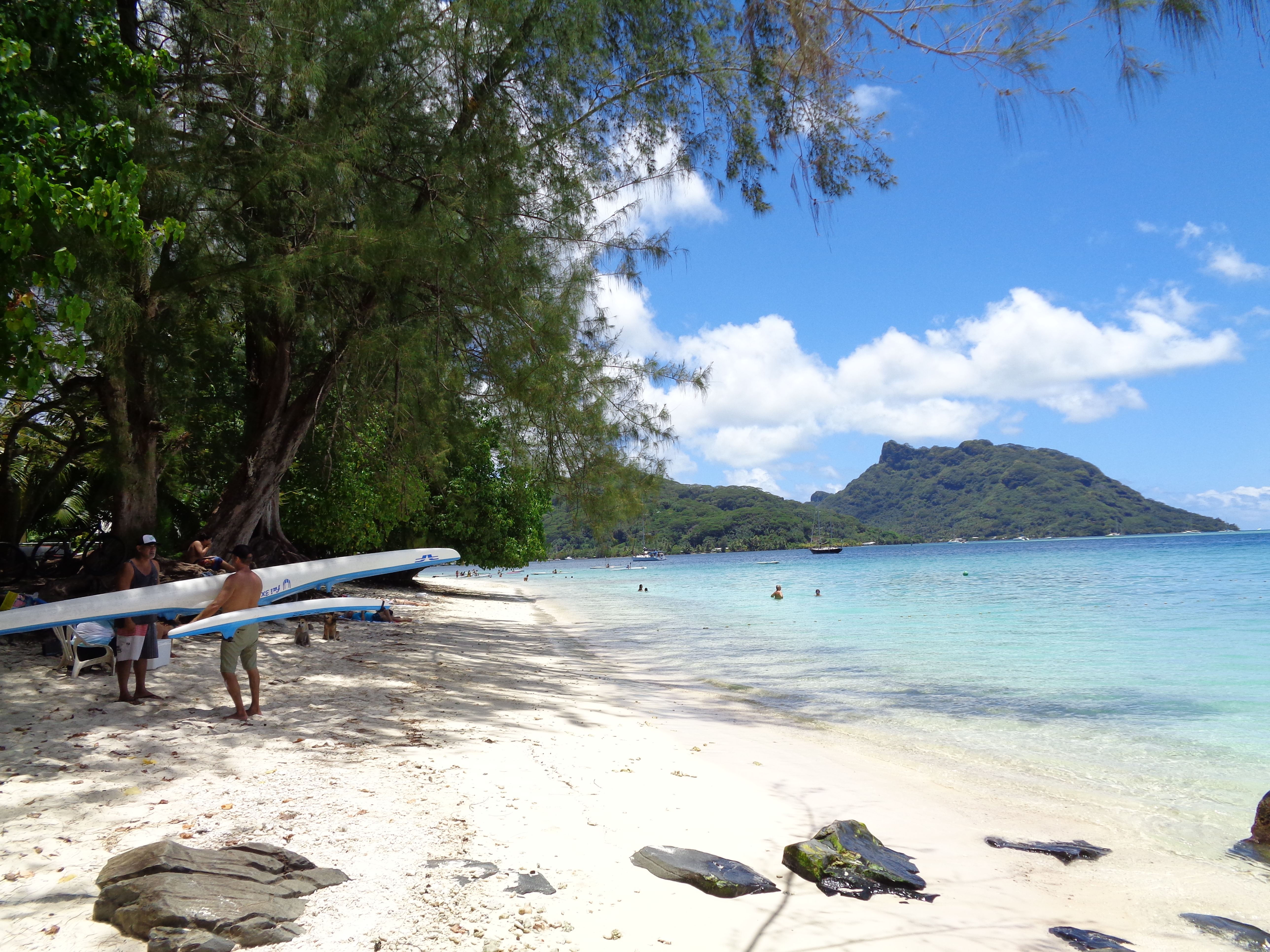 plagehuahine