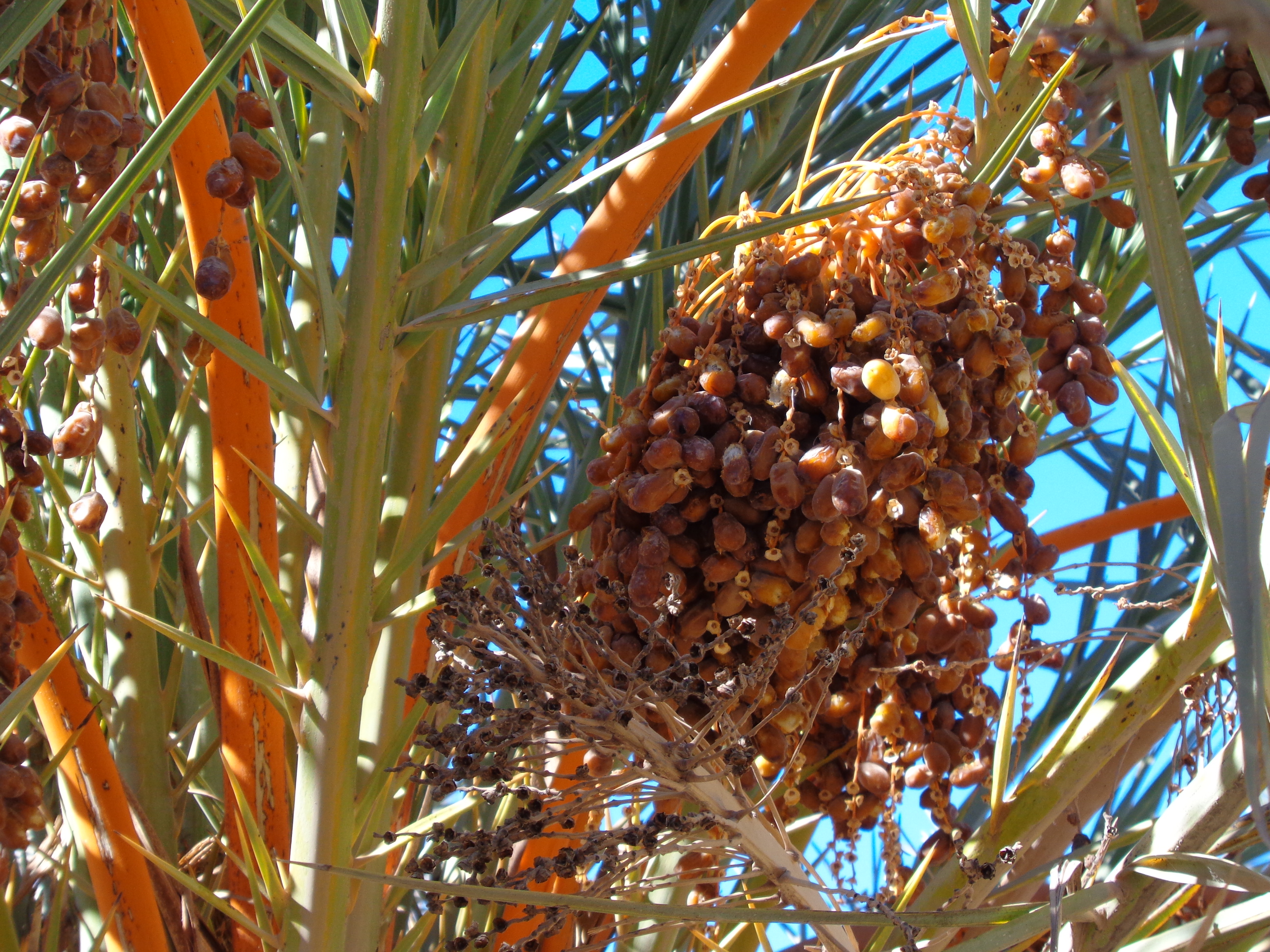 19 nov 2023 5 dattes