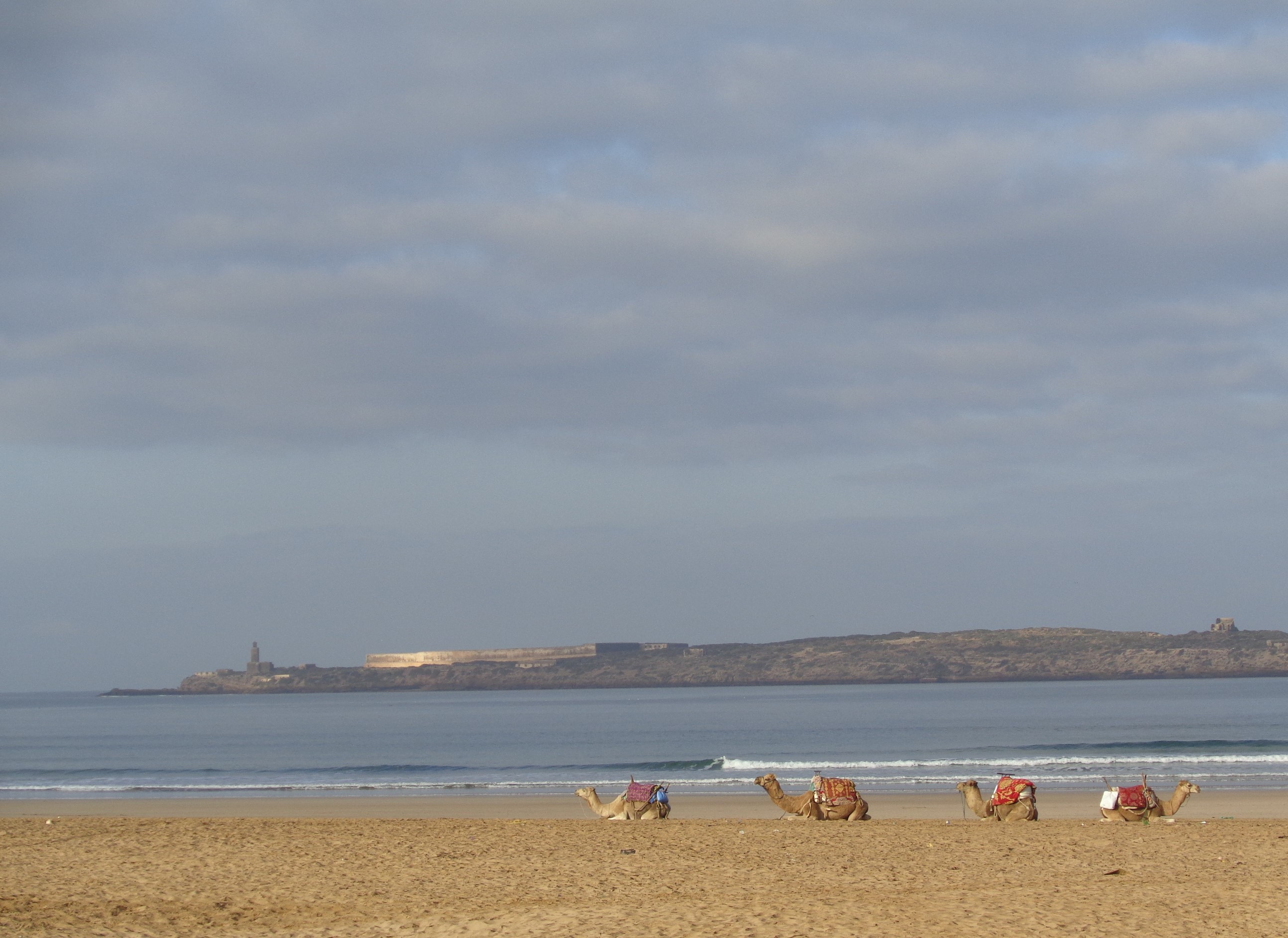 essaouira dromadaires