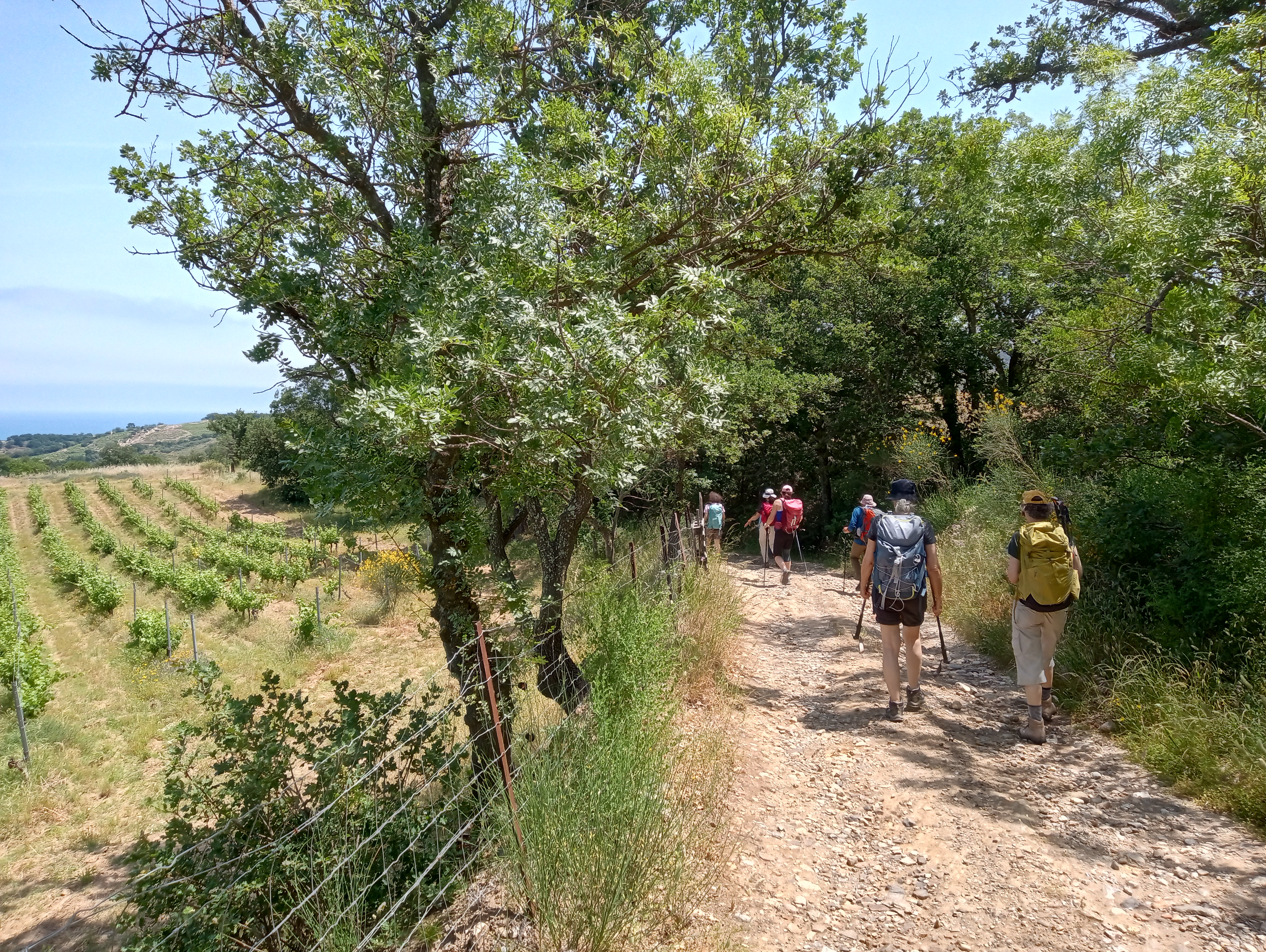 ... sentiers somptueux qui descendent au milieu des chênes...